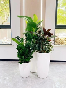 超赞！北仑花卉出租设计，点亮空间每一处角落><div class=